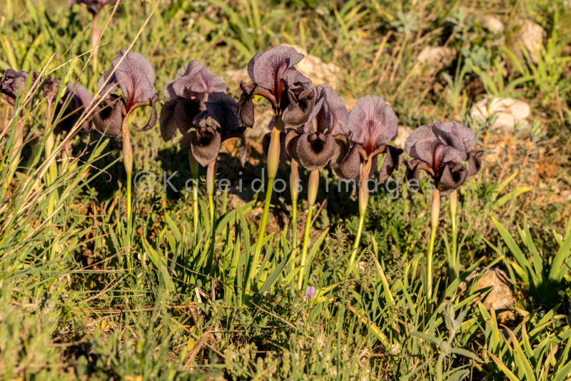 Al Arz;Iris;Iris Cedreti;Kaleidos;Kaleidos images;Lebanon;Middle East;Near East;Proche Orient;Tarek Charara;Flowers;Endemic;Endangered species;Endemic species;Critically endangered;Critically endangered species